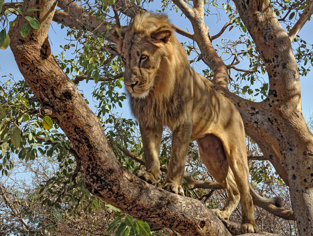 Senegal Lion Fathala